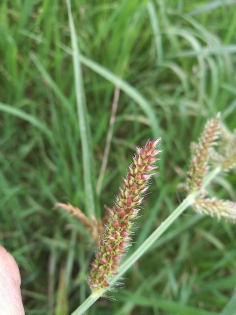 Echinochloa crus-galli / Giavone comune